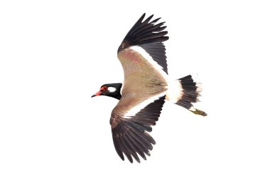Kırmızı başlıklı Lapwing uçuşu, kırpma yolu ile beyaz arkaplanda izole edildi.