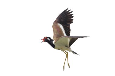 Kırmızı başlıklı Lapwing uçuşu, kırpma yolu ile beyaz arkaplanda izole edildi.