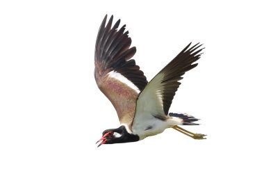 Kırmızı başlıklı Lapwing uçuşu, kırpma yolu ile beyaz arkaplanda izole edildi.