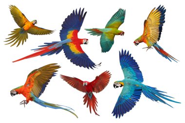 Kırpma yolu ile beyaz zemin üzerinde izole yedi papağan kolajı.