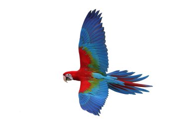 Renkli uçan Yeşil Kanatlı Macaw papağanı kırpma yolu ile beyaz arkaplanda izole edildi.