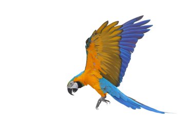 Renkli uçan Mavi ve Altın makav papağanı kırpma yolu ile beyaz arka planda izole.