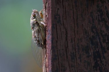 Ağustosböcekleri ağaç dallarına tünediler ve öğleden sonra cıvıldadılar..