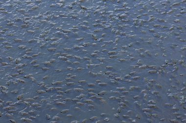 Birçok Blackchin tilapia gölette yüzüyor..