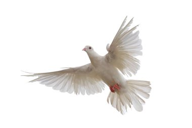 Güzel uçan beyaz güvercin kırpma yolu ile beyaz arka planda izole.