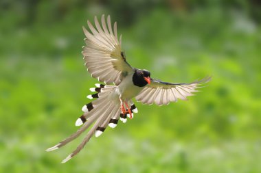 Ormanda uçan güzel kırmızı gagalı mavi bir saksağan..