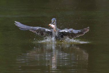 Çizgili balıkçıl gölde balık yakalar..
