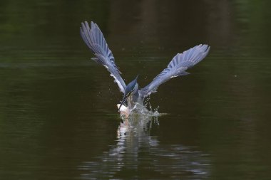Çizgili balıkçıl gölde balık yakalar..