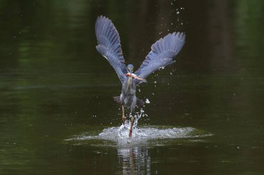 Çizgili balıkçıl gölde balık yakalar..