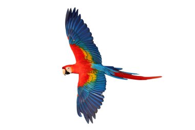 Renkli uçan Kırmızı Macaw papağanı kırpma yolu ile beyaz arkaplanda izole edildi.