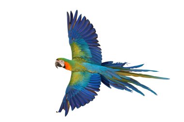 Renkli uçan Catalina Macaw papağanı kırpma yolu ile beyaz arka planda izole edildi.