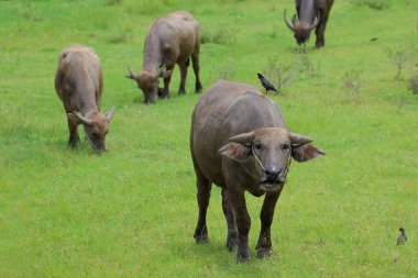 Birkaç su bufalosu çayırlarda otluyor..