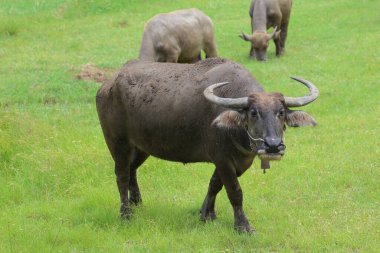 Birkaç su bufalosu çayırlarda otluyor..