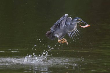 Çizgili balıkçıl gölde balık yakalar..