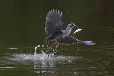 Çizgili balıkçıl gölde balık yakalar..