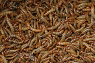 Arkaplan solucanı tahıl ambarlarında saklanan ve kuşlar ve bazı hayvanlar için yiyecek olarak kullanılan bir zararlı böcektir..