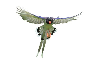 Güzel uçan kırmızı gagalı Mavi Saksağan beyaz arka planda kırpma yolu ile izole edilmiş.