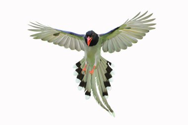 Güzel uçan kırmızı gagalı Mavi Saksağan beyaz arka planda kırpma yolu ile izole edilmiş.