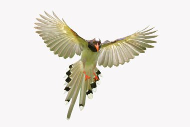 Güzel uçan kırmızı gagalı Mavi Saksağan beyaz arka planda kırpma yolu ile izole edilmiş.