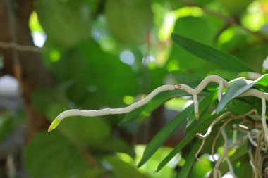 Çocuk odasında büyüyen orkide kökleri..