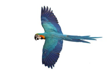 Renkli uçan Mavi ve Altın makav papağanı kırpma yolu ile beyaz arka planda izole.