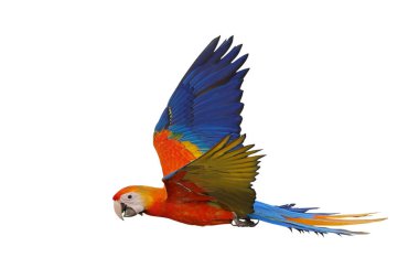 Uçan renkli Camelot papağanı beyaz arka planda kırpma yolu ile izole edilmiş..