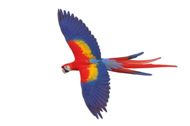 Renkli uçan Kırmızı Macaw papağanı kırpma yolu ile beyaz arkaplanda izole edildi.