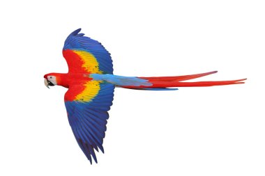 Renkli uçan Kırmızı Macaw papağanı kırpma yolu ile beyaz arkaplanda izole edildi.