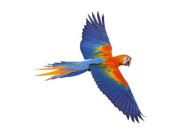 Uçan renkli Camelot papağanı beyaz arka planda kırpma yolu ile izole edilmiş..