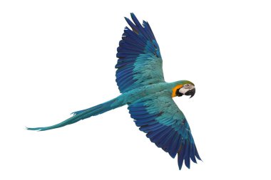 Renkli uçan Mavi ve Altın makav papağanı kırpma yolu ile beyaz arka planda izole.