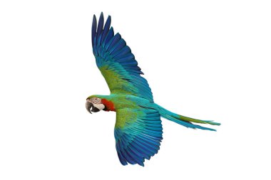 Renkli uçan Palyaço Macaw papağanı kırpma yolu ile beyaz arkaplanda izole edildi.