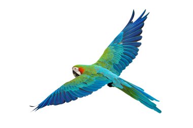 Renkli uçan Palyaço Macaw papağanı kırpma yolu ile beyaz arkaplanda izole edildi.