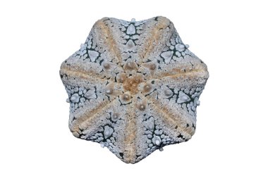 Astrophytum asterias yıldız şeklindeki karın üst görünümü beyaz arkaplanda kırpma yolu ile izole edilmiş.