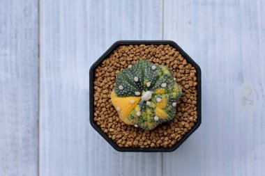 Astrophytum asterias 'ın üst görüntüsü eski ahşap zemindeki bir tencerede bulunan kaktüs çeşitliliğindeydi..