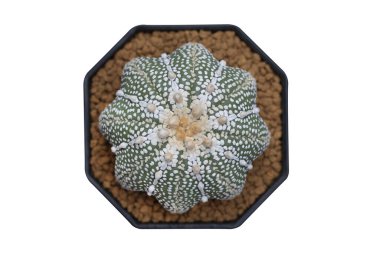 Astrophytum asterias mucizesinin üst görünümü kırpma yolu ile beyaz arkaplanda izole edilmiş bir çömlekte.
