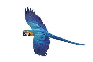 Renkli uçan Mavi ve Altın makav papağanı kırpma yolu ile beyaz arka planda izole.