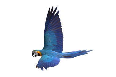 Renkli uçan Mavi ve Altın makav papağanı kırpma yolu ile beyaz arka planda izole.