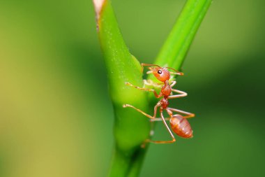 Dallara tırmanan küçük karıncalar (Oecophylla smaragdina).