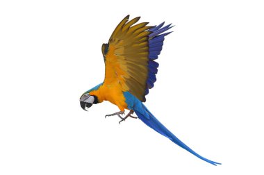 Renkli uçan Mavi ve Altın makav papağanı kırpma yolu ile beyaz arka planda izole.