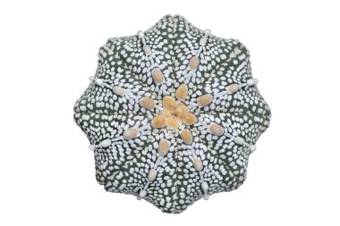 Astrophytum asterias mucizesinin üst görünümü kırpma yolu ile beyaz arkaplanda izole edilmiş.