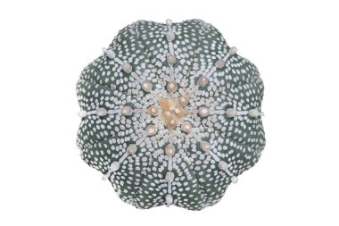 Astrophytum asterias mucizesinin üst görünümü kırpma yolu ile beyaz arkaplanda izole edilmiş.
