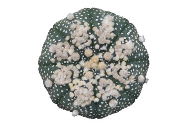 Astrophytum Hanazono üst görünümü kırpma yolu ile beyaz arkaplan izole.