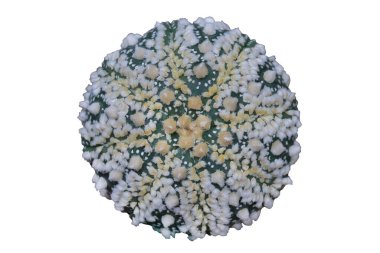 Astrophytum Hanazono üst görünümü kırpma yolu ile beyaz arkaplan izole.
