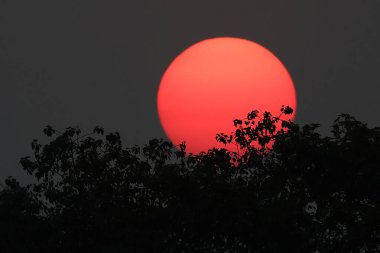 Gün batımında dalların siluetiyle güzel bir gün batımı..