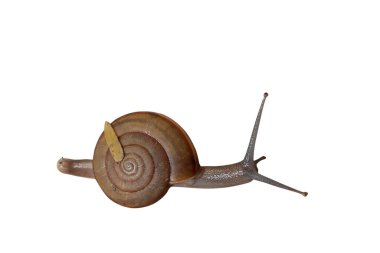 Gastropod kırpma yolu ile beyaz arkaplan izole.