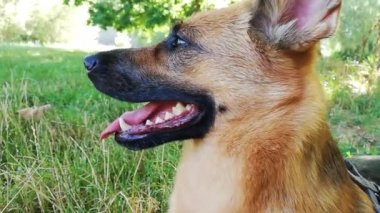 Alman çoban köpeği dinleniyor, oturuyor ve dilleriyle ferahlıyor.