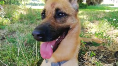 Alman çoban köpeği dinleniyor, oturuyor ve dilleriyle ferahlıyor.