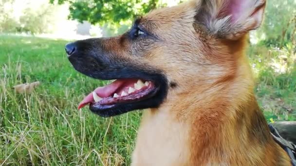 Γερμανικός Ποιμενικός Σκύλος Αναπαύεται Καθιστός Και Φρεσκαρισμένος Γλώσσα — Αρχείο Βίντεο