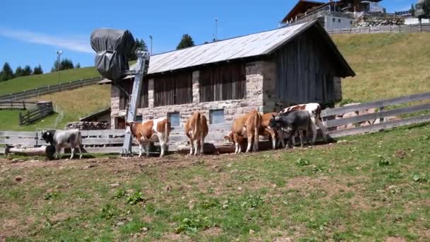 Krávy Pasoucí Horách Merano Jižním Tyrolsku — Stock video
