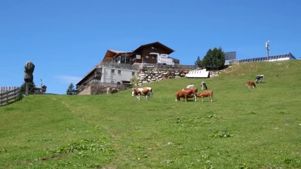 Mucche Pascolo Sulle Montagne Merano Alto Adige — Video Stock